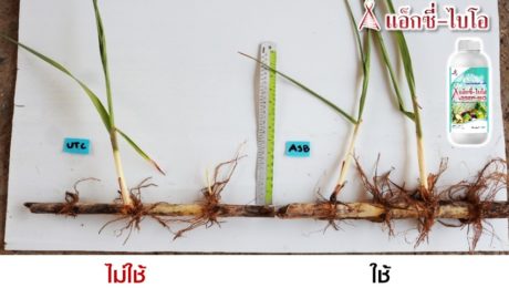 การใช้แอ็กซี่-ไบโอในการเพิ่มน้ำหนักอ้อย