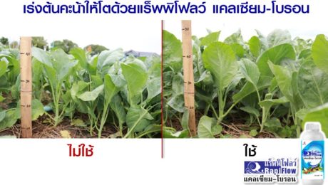 คะน้าโตไว ใบเขียว ใบใหญ่ ใช้แร็พพิโฟลว์ แคลเซียม-โบรอน
